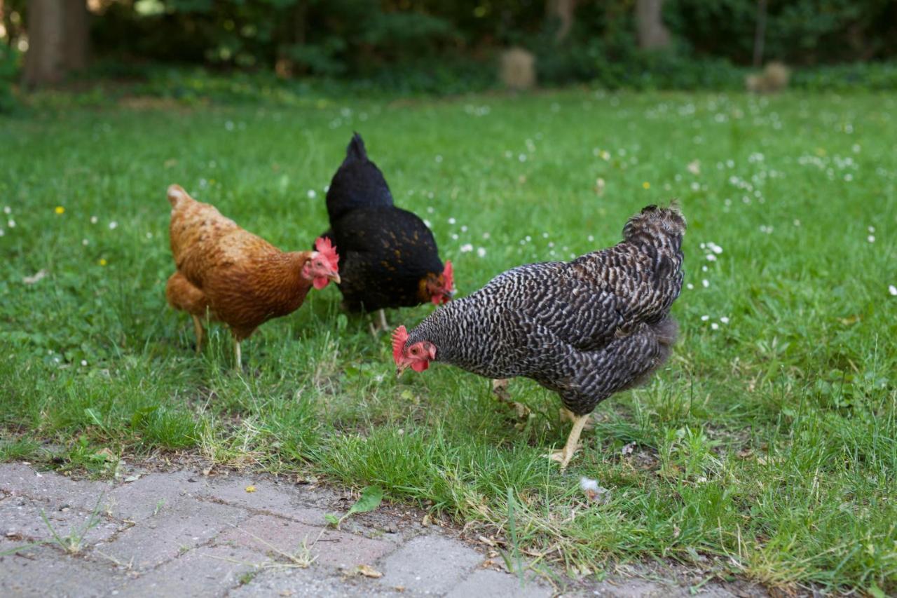 B&B Boerderij De Vaete - Duurzaam genieten in de zak van Zuid-Beveland Heinkenszand Buitenkant foto