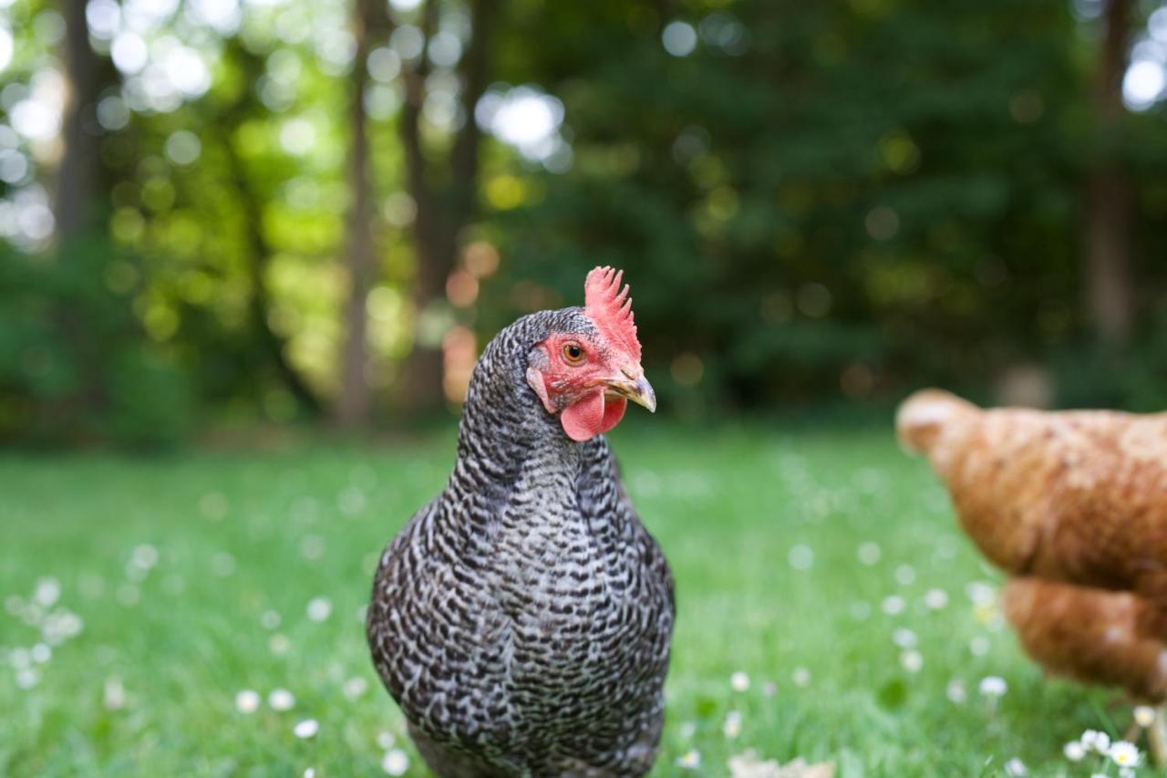 B&B Boerderij De Vaete - Duurzaam genieten in de zak van Zuid-Beveland Heinkenszand Buitenkant foto