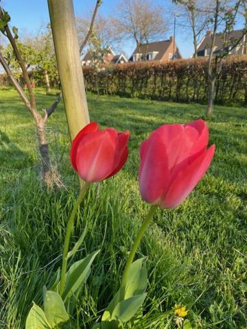 B&B Boerderij De Vaete - Duurzaam genieten in de zak van Zuid-Beveland Heinkenszand Buitenkant foto